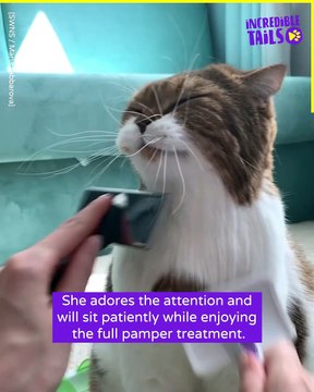 Purrfectly Combed: Kitten's Love for a Good Brushing Session