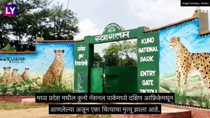 Cheetah Dies:मध्य प्रदेश मधील कुनो नॅशनल पार्कमध्ये दक्षिण आफ्रिकेमधून आणलेल्या अजून एका चित्याचा मृत्यू