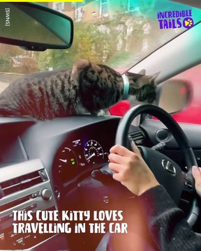 Who says cats hate car rides? Not this feline!