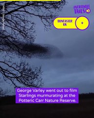 You won't believe what animal  these sterlings can make !!!