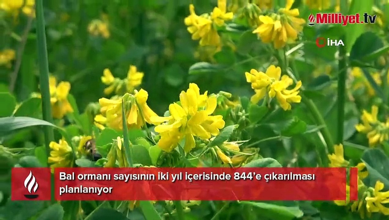 Bal ormanı sayısının iki yıl içerisinde 844’e çıkarılması planlanıyor
