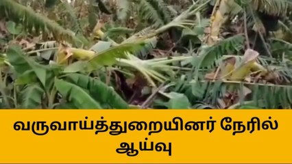 Download Video: கமுதி : மழையால் வாழை மரங்கள் சேதம் !