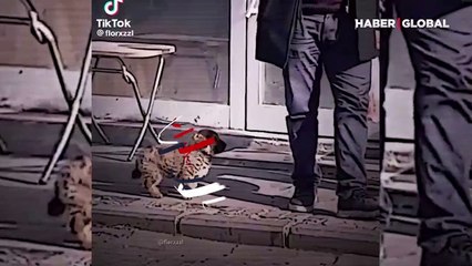 Yavru köpeğe uygulanan şiddet herkesi kahretti