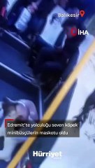 Yolculuğu seven köpek minibüsçülerin maskotu oldu