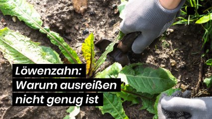 Löwenzahn: Warum ausreißen nicht genug ist