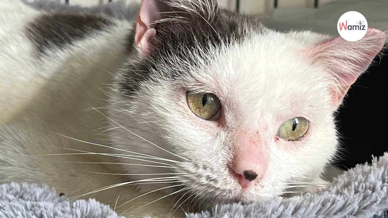 Trouvée dans la rue avec un cancer des oreilles, cette chatte très câline a besoin de changer de vie