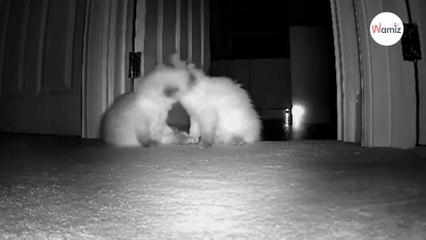 Elle adopte un chaton et réalise qu'il manque "quelque chose" : elle fait 8H de route pour réparer son erreur