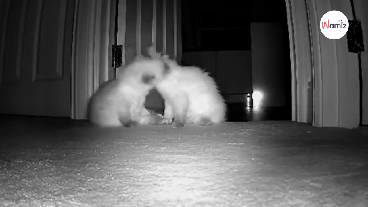 Elle adopte un chaton et réalise qu'il manque "quelque chose" : elle fait 8H de route pour réparer son erreur