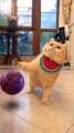 LAUGH Non-Stop With These Funny Cats / Funniest Cat Videos Ever/Try Not To Laugh