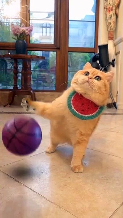 LAUGH Non-Stop With These Funny Cats / Funniest Cat Videos Ever/Try Not To Laugh