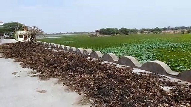 Water hyacinth work stopped