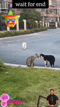 Tranding Videos-Tranding Shorts-Tranding songs #tranding #trandingshorts #shorts #viral #001 26-4-23 (1)