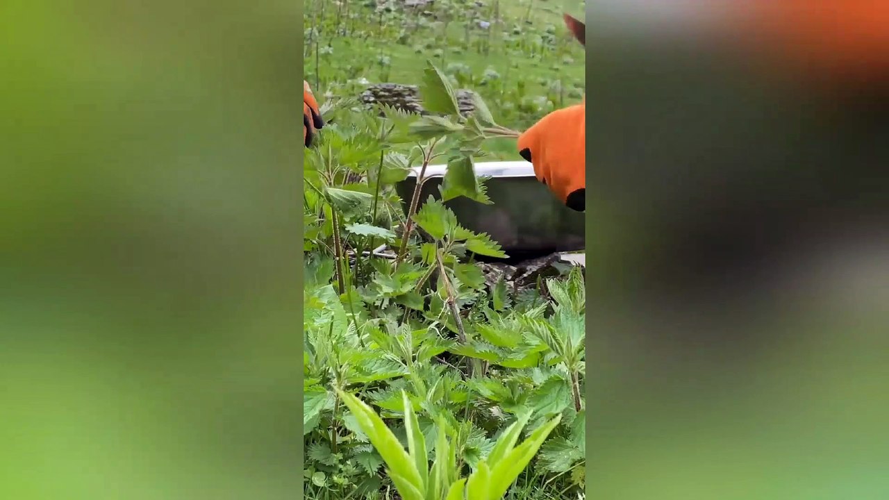 Video for a Vegan! Mountain Hermits Gathered Lots of Wild Nettles and Cooked Healthy Food