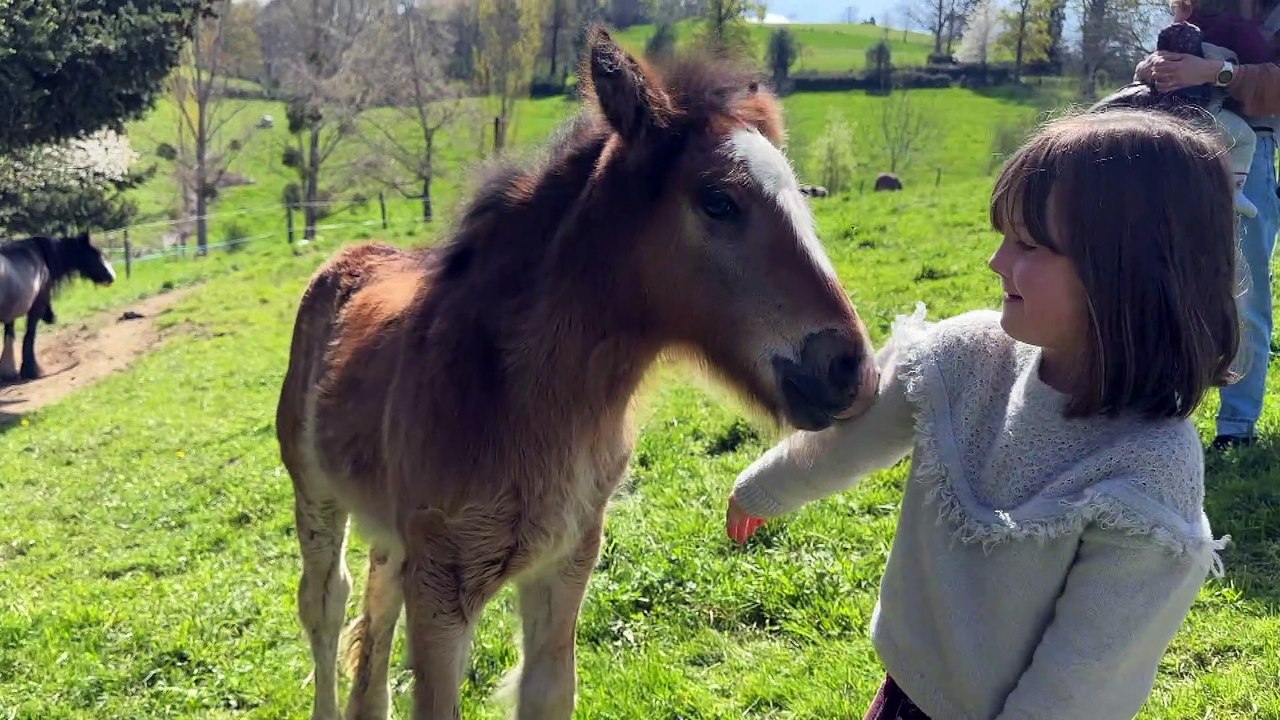 À la découverte d'un élevage de chevaux Irish Cob