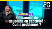 Animaux 2.0 : Pourquoi la naissance de deux dauphins, en captivité à Nantes pose problème ?