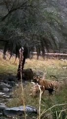 Video: बाघिन रिद्धि ने किया कछुए का शिकार, कैमरे में कैद हुआ रणथंंभोर जंगल का दुर्लभ नजारा