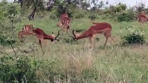 deer_fight__wild_animals_fighting_#wildlife_❤️😡😡@BraveWilderness_#video_......._(360p)