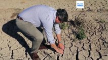 La siccità colpisce sempre più spesso, Spagna e Italia a secco e colture perse