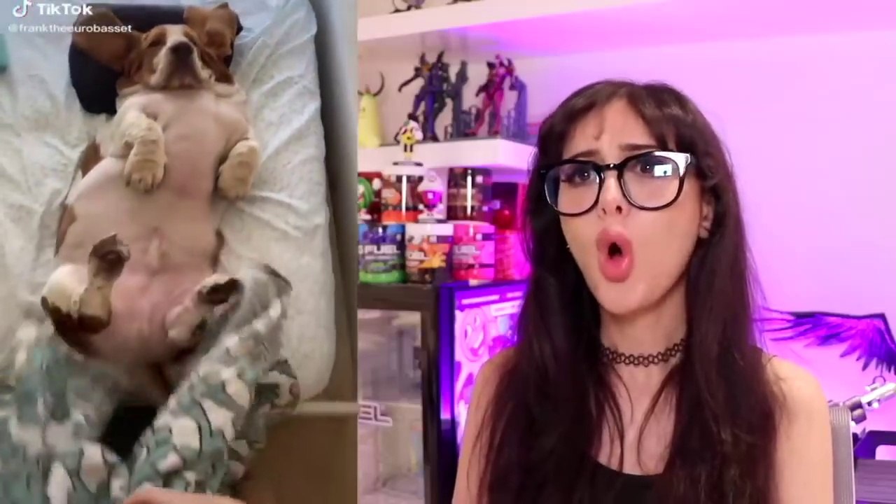 The CUTEST Animals On Tik Tok