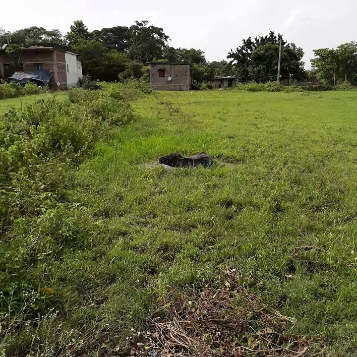 village Buffalo sleeping in the water