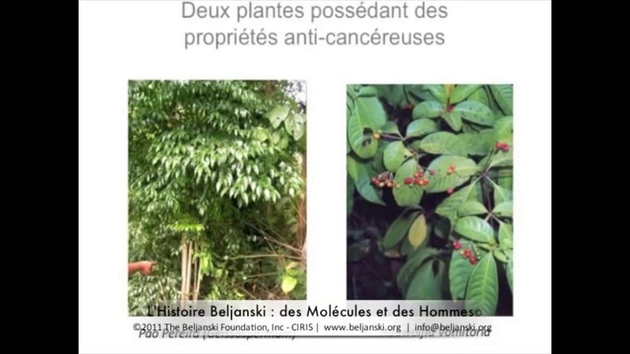 Sélectivité d'action du Pao Pereira