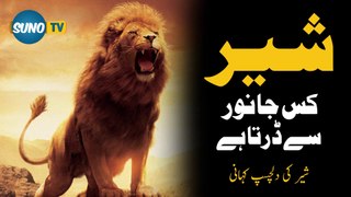 Lion Kis Janwar Se Darta Hai | Fact About Lion | lion story | Suno Tv Official