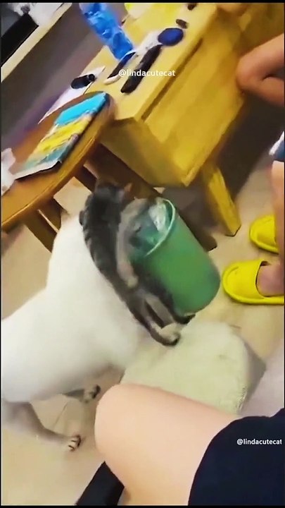 Funny Animals Videos 2023  - Funniest Cats And Dogs Video 