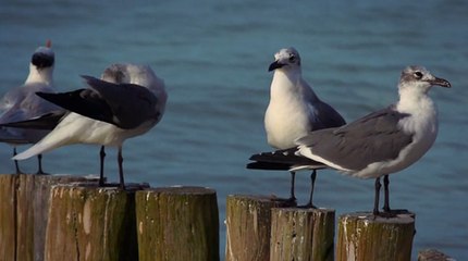 La surpêche affame les oiseaux marins : 70 % d’entre eux ont disparu en seulement 60 ans