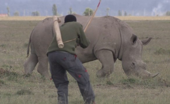 En Afrique, ces drones intelligents protègent les animaux des braconniers