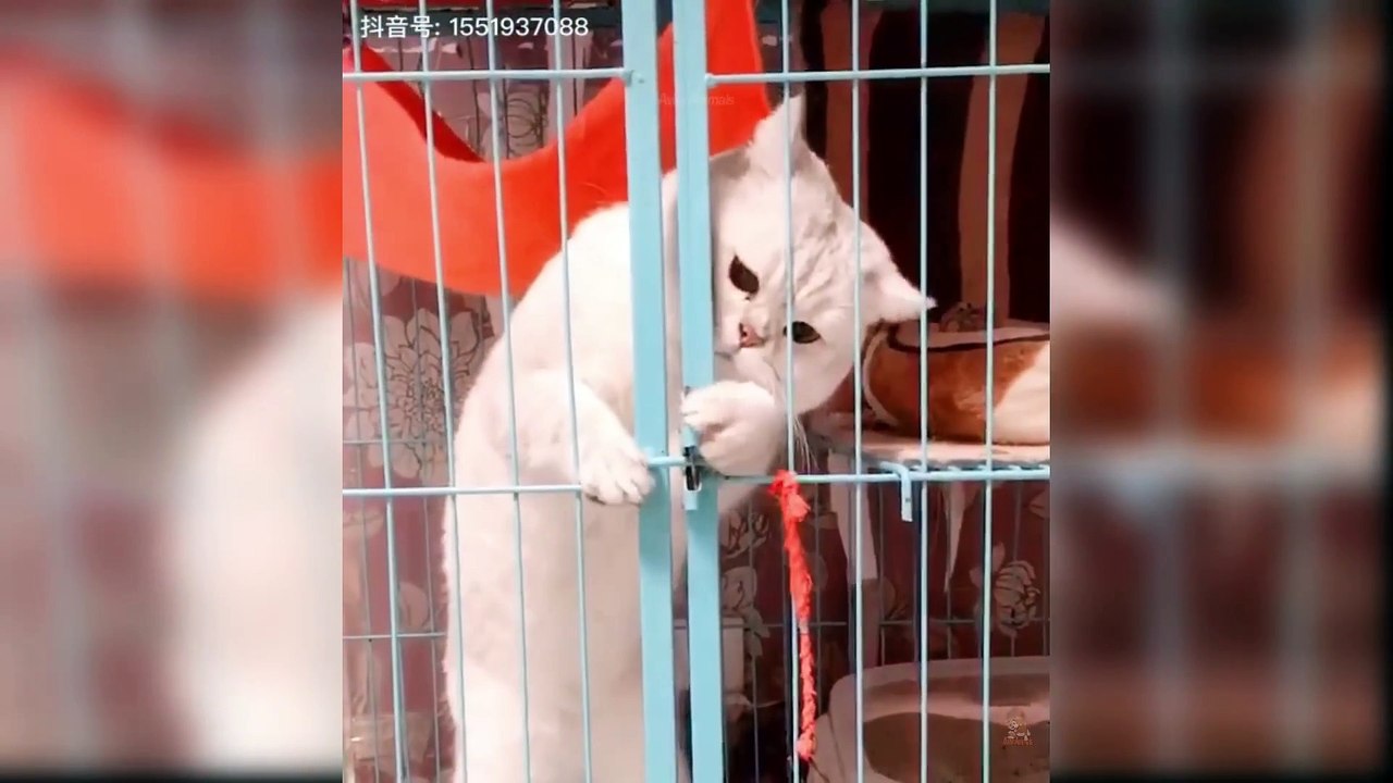 Baby Cats - Cute and Funny Cat Videos Compilation #60 | Aww Animals