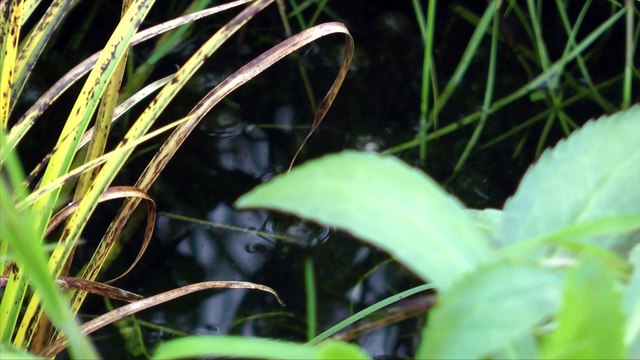 No Mow May encourages people not to mow their lawns this month in order to protect wildlife