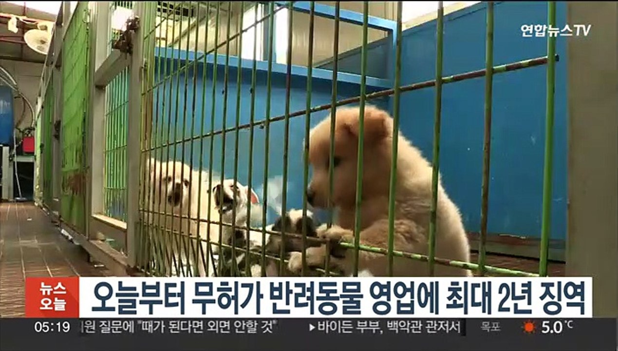 오늘부터 무허가 반려동물 영업에 최대 2년 징역