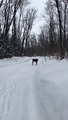 Moose Calf Encountered on Trail