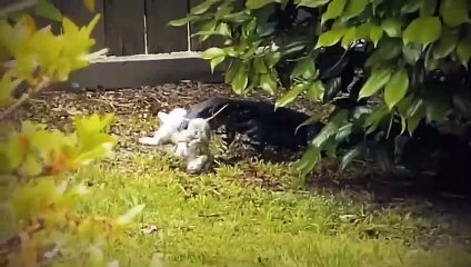 30 Wildest Attacks Caught On Camera