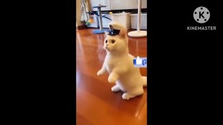Baby cats- cute and funny cat videos compilation#02/animals lover