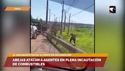 Abejas atacan a agentes en plena incautación de combustibles