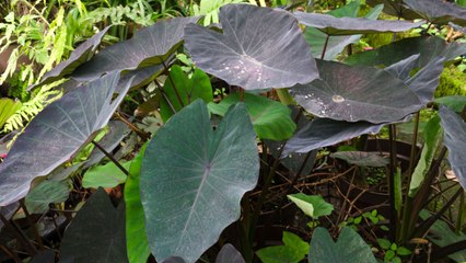 How to Plant Elephant Ear Bulbs