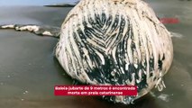 Baleia-jubarte de 9 metros é encontrada morta em praia