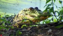 13 CRAZY Moments where Crocodiles, Alligators and Caimans Become Prey   Pet Spot