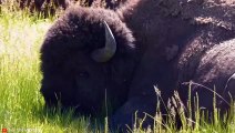 HORRIFIC Moments when Deadly Horns Crush Predators   Pet Spot