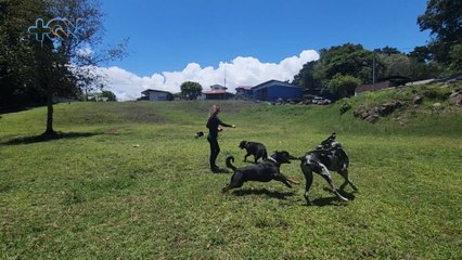 mqn-Ellos rehabilitan perros agresivos por maltrato y les consiguen un nuevo hogar-260423