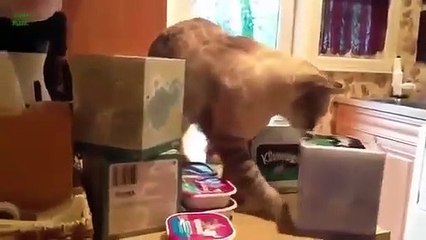 â˜… NEW Funny Cats Knocking Things Over Compilation 2013 NEW HD   YouTube # 2014 â˜…