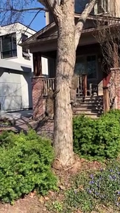 When A Cat And Squirrels World Collide