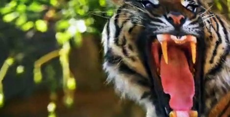 Love In The Jungle S01 E01