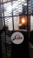 Incidentes en la Cárcel de San Rafael: Lo Que Debes Saber 📰