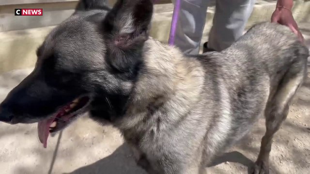 Inflation : les abandons d’animaux augmentent