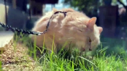 Beautiful pets love animals | baby cat video