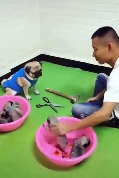New_Funny_Videos_2022__Cutest_Cats_and_Dogs__