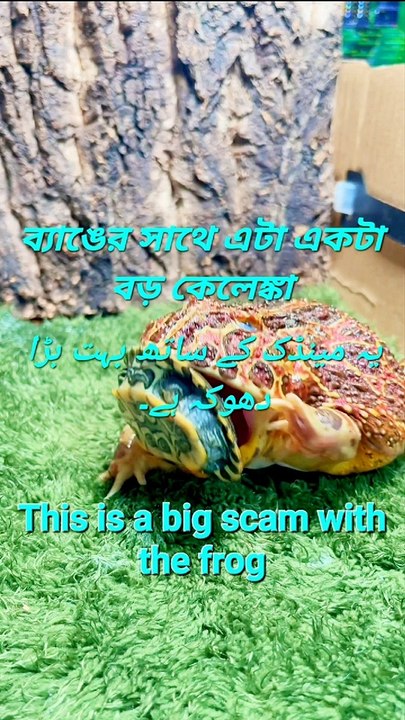 This is a big scam with the frog