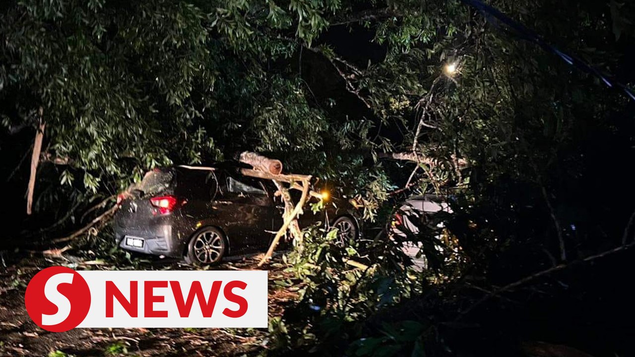Driver killed after tree falls on car in Sungai Petani - video Dailymotion